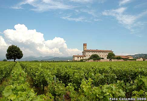 vigneti della cantina "S. Maria alla Pieve" di Colognola ai Colli - strada del vino soave