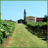  vigneti di Borgo Bassano - strada del soave